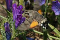 Blastobasis erydryas - Taubenschwänzchen (Kolibri-Falkenmotte)